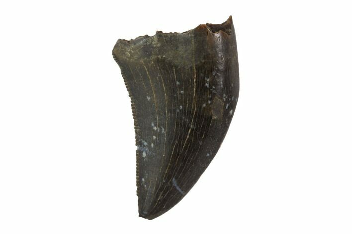 Serrated, Tyrannosaur (Nanotyrannus) Tooth - South Dakota #97449